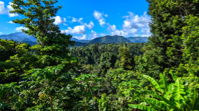 Dominica - Blick über den Regenwald