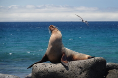 Galápagos - Seelöwe auf Seymour Norte