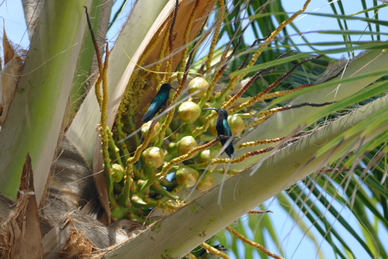 Kolibris auf einer Palme