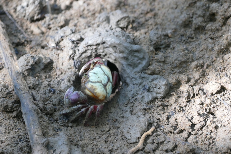 Landkrebs nahe dem Château Dubuc