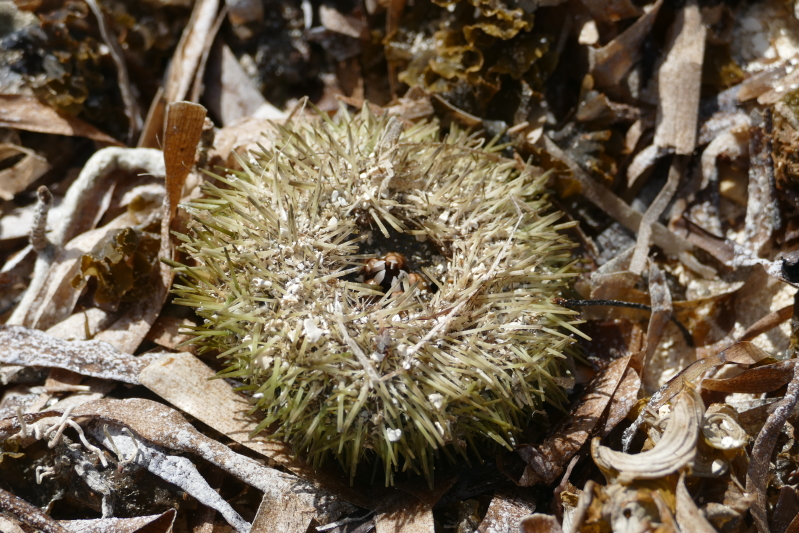 Gestrandeter Seeigel auf einem Inselchen vor Sainte-Rose