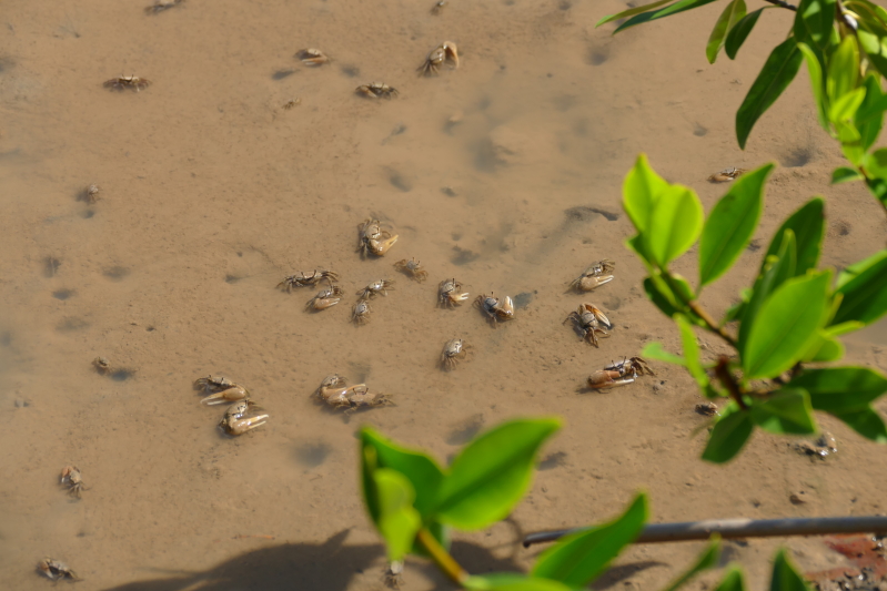 Winkerkrabben an der Baie du Trésor