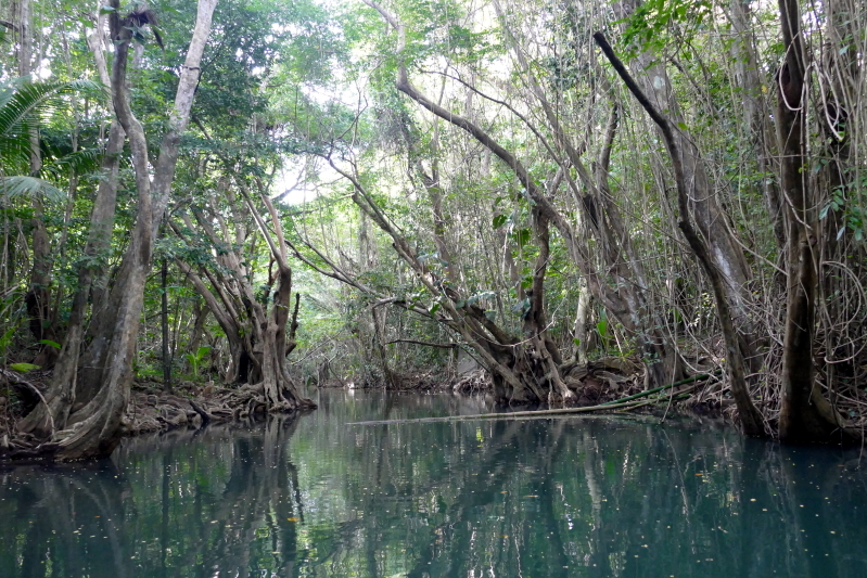 Indian River - An den Ufern eng verwachsene Blut- und Mangobäume