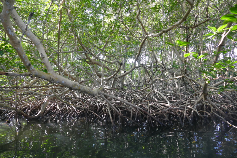 In den Mangroven vor Sainte-Rose