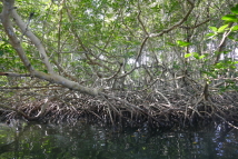 In den Mangroven