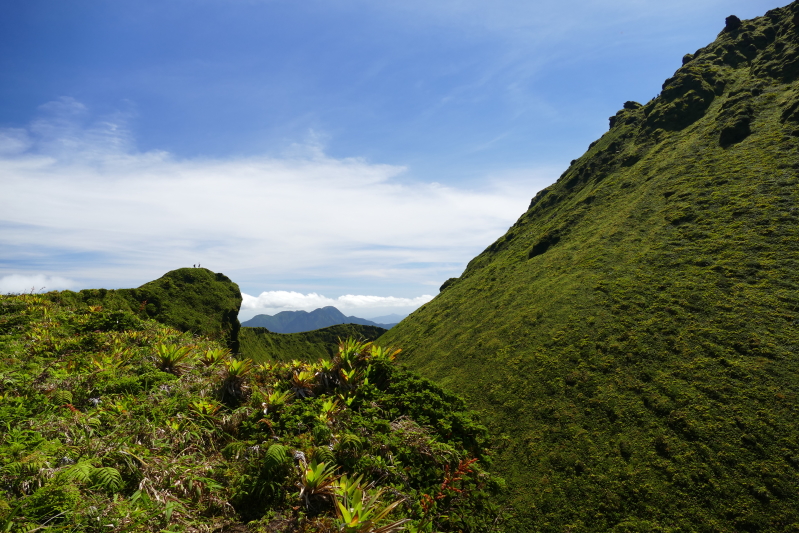 Pelée - alles grün
