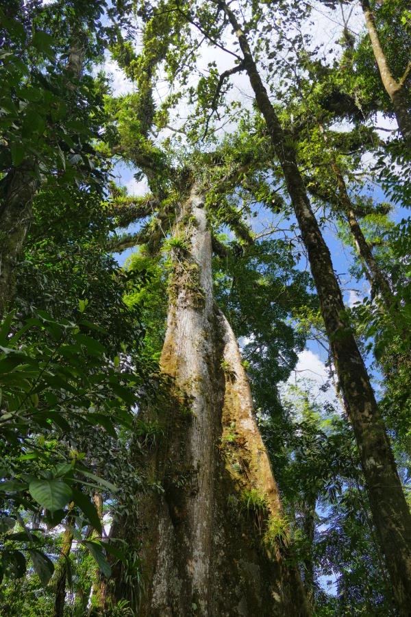 500 Jahre alter Kapokbaum (Ceiba pentandra)