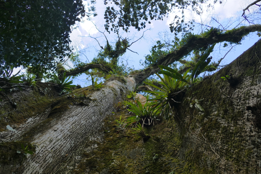 Der Kapokbaum aus der Froschperspektive