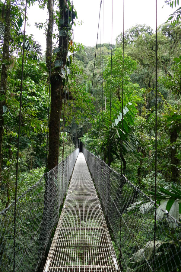 Von den zahlreichen Brücken aus kann man die oberen Etagen des Regenwaldes erforschen
