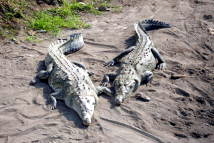 Spitzkrokodile (Crocodylus acutus)