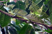 Stirnlappenbasilisk (Basiliscus plumifrons)