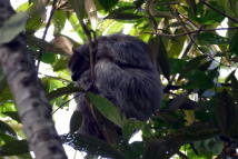 Weißkehl-Faultier (Bradypus tridactylus)