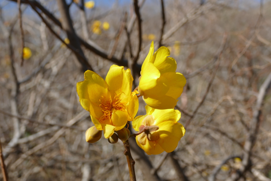 Die leuchtend gelben Blüten eines Butterblumenbaums sind ein Hingucker im Trockenwald