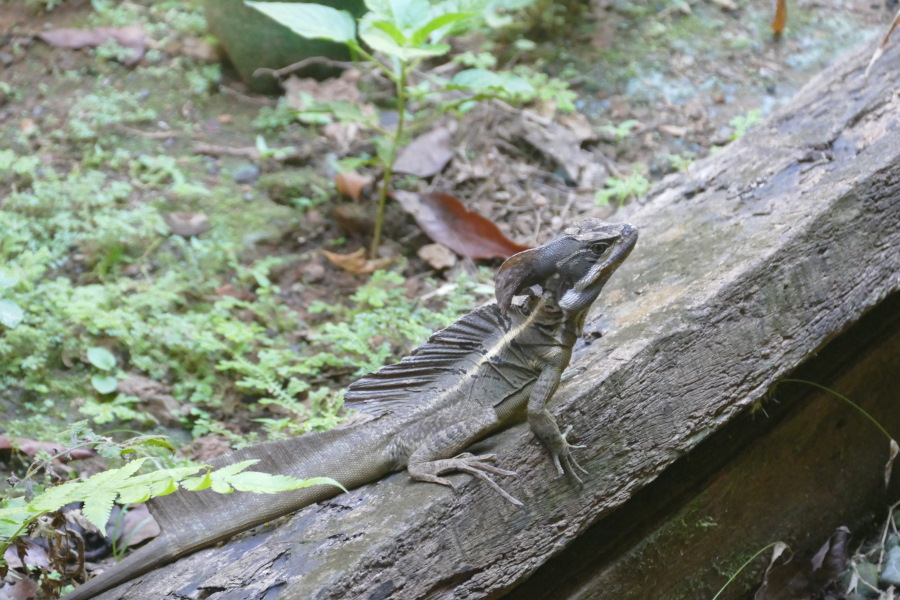 Dieses Tierchen lungerte in einer Ranger-Station im Corcovado-Nationalpark herum