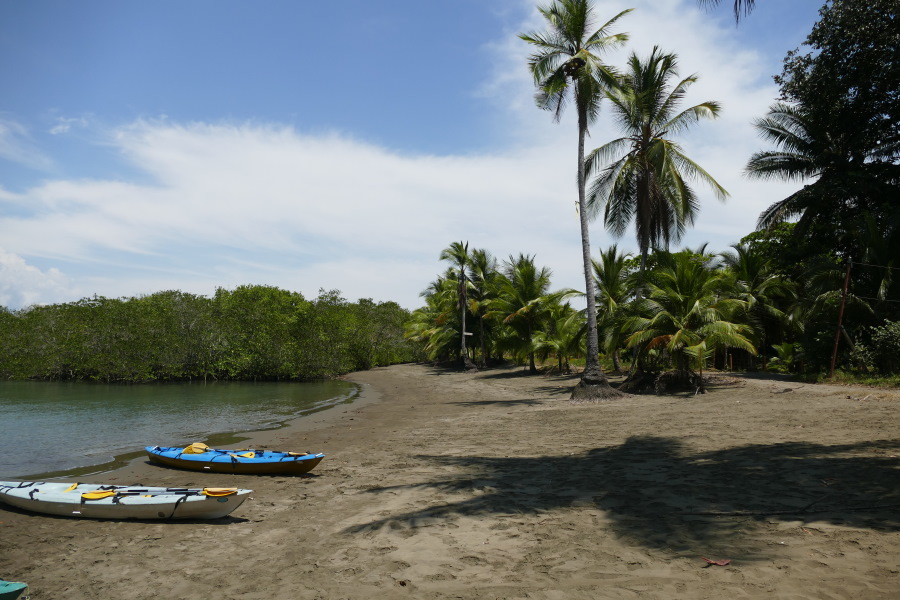 Von Puerto Jiménez aus kann man auf diese Weise wunderbar die Mangroven erkunden