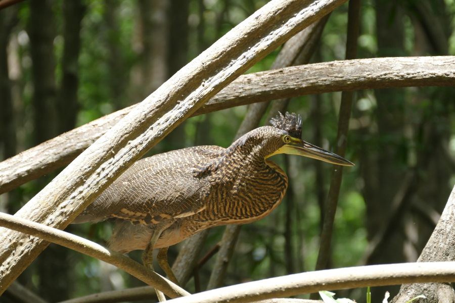 Schnappschuß im Mangrovenwald
