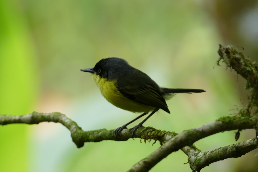 Auf der Rancho Margot in der Nähe des Arenal gesehen