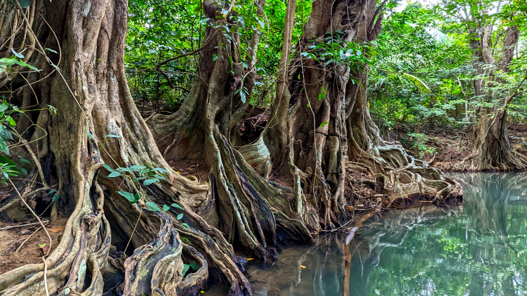 Die Blutholzbäume am Oberlauf des FIndian River tragen viel zu dessem Flair bei