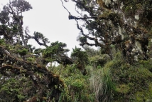 Wandern am Tungurahua