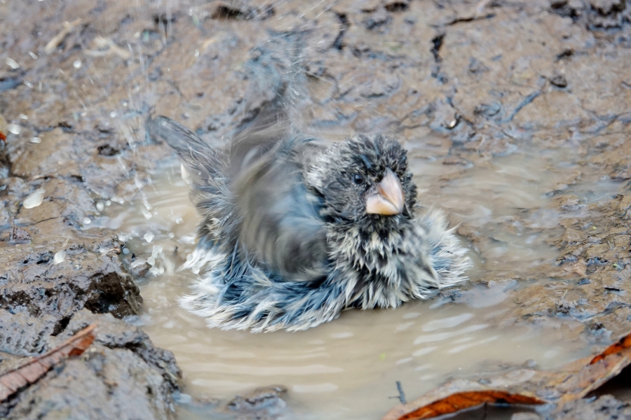 Einer von Darwins Finken nimmt ein Schlammbad
