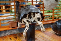 Skelett einer Riesenschildkröte