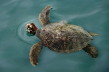 Wasserschildkröte in Puerto Ayora