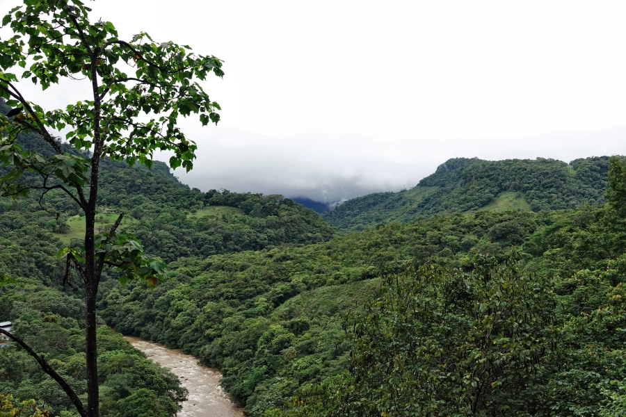 Tropischer Regenwald am Rande des Amazonasbeckens