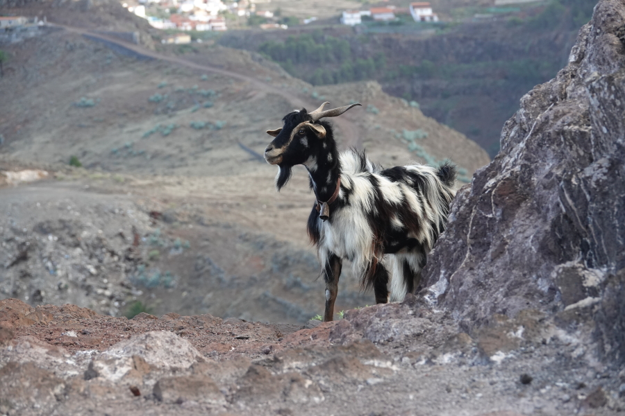 Auf den Wanderungen über La Gomera kommen Begegnungen mit den meckernden Haustieren häufig vor