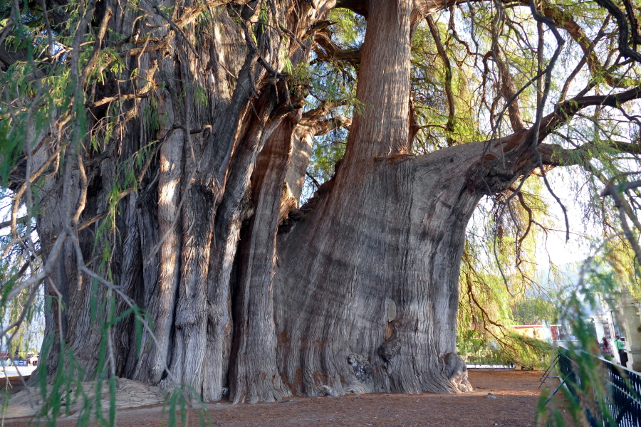 Sumpfzypresse (Taxodium mucronatum) - 2.000 Jahre alt, 42 Meter hoch und 14,05 Meter dick