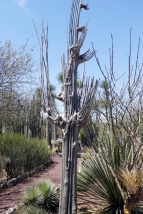 Kaktusskelett im Jardín Botánico "Helia Bravo Hollis"