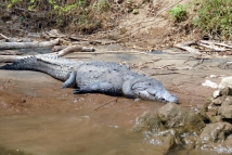Cañón del Sumidero - Spitzkrokodil (Crocodylus acutus)