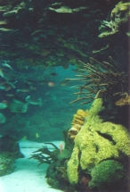 Blick in ein Aquarium des Ozeanariums