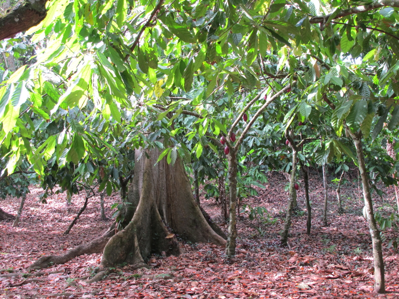 Kakao-Plantage bei Río Caribe