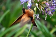 Rostroter Andenkolibri (Aglaeactis cupripennis)